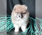 Small #1 Pomeranian