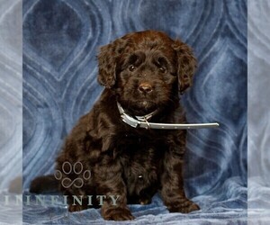 Goldendoodle (Miniature) Puppy for sale in NARVON, PA, USA