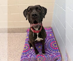 Mastiff-Unknown Mix Dogs for adoption in Brighton, CO, USA