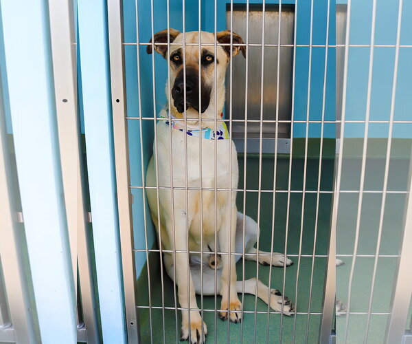 Medium Photo #2 Boxer-German Shepherd Dog Mix Puppy For Sale in Pasadena, CA, USA