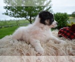 Small Photo #5 English Shepherd Puppy For Sale in HONEY BROOK, PA, USA