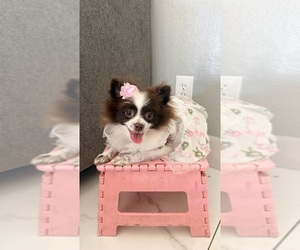 Pomeranian Puppy for sale in PHOENIX, AZ, USA