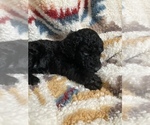 Small Photo #2 Labradoodle Puppy For Sale in BIGFORK, MT, USA