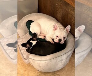 Mother of the French Bulldog puppies born on 10/26/2021