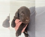 Small Photo #5 Labradoodle Puppy For Sale in ABILENE, KS, USA