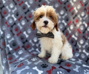 Cavapoo (Miniature) Puppy for sale in LAKELAND, FL, USA