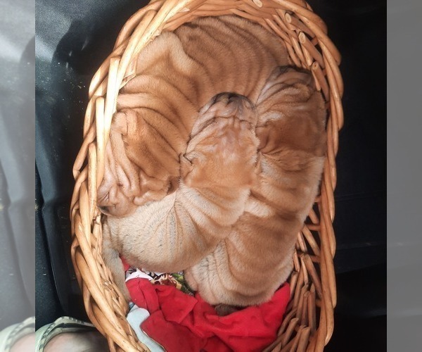 Medium Photo #9 Chinese Shar-Pei Puppy For Sale in SOMERSET, KY, USA