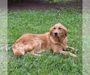 Mother of the Golden Retriever puppies born on 07/25/2026