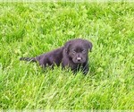 Small #3 Labrador Retriever