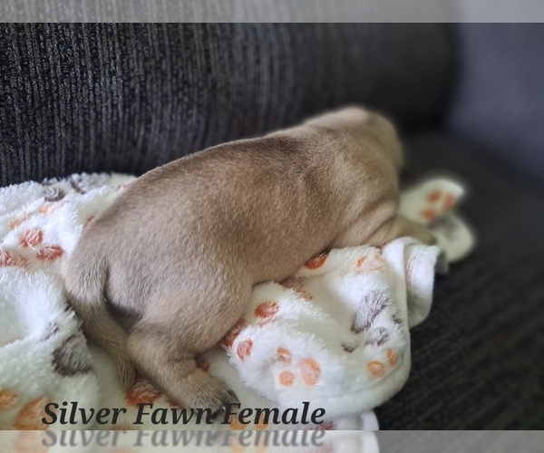 Medium Photo #16 Pug Puppy For Sale in NEW BERN, NC, USA