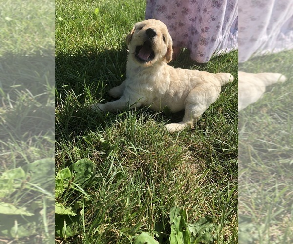 Medium Photo #5 Goldendoodle Puppy For Sale in ELKHART, IN, USA