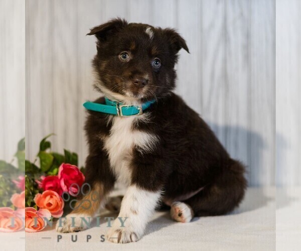Medium Photo #5 Miniature Australian Shepherd Puppy For Sale in REBERSBURG, PA, USA