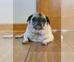 Small #2 Pug