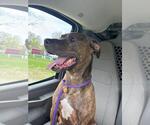 Small #3 American Pit Bull Terrier Mix