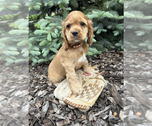 Medium Photo #4 Cocker Spaniel Puppy For Sale in MIDDLEBURY, IN, USA