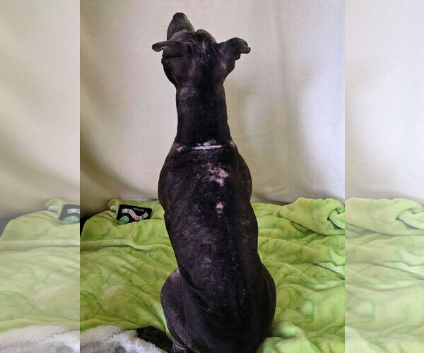 Medium Photo #5 Staffordshire Bull Terrier-Unknown Mix Puppy For Sale in Princeton, MN, USA