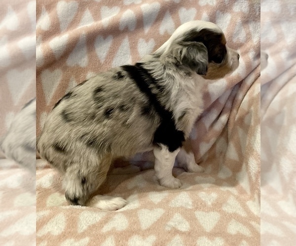 Medium Photo #6 Miniature Australian Shepherd Puppy For Sale in LUBBOCK, TX, USA
