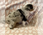 Small Photo #6 Miniature Australian Shepherd Puppy For Sale in LUBBOCK, TX, USA