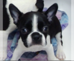 Puppy Skippy Boston Terrier
