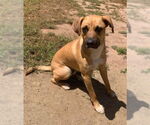 Small #3 Mutt