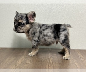 French Bulldog Puppy for sale in SAN DIEGO, CA, USA