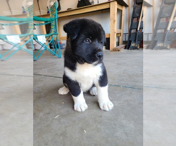 Medium Photo #3 Akita Puppy For Sale in DENVER, CO, USA