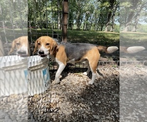 Father of the Beagle puppies born on 08/29/2026