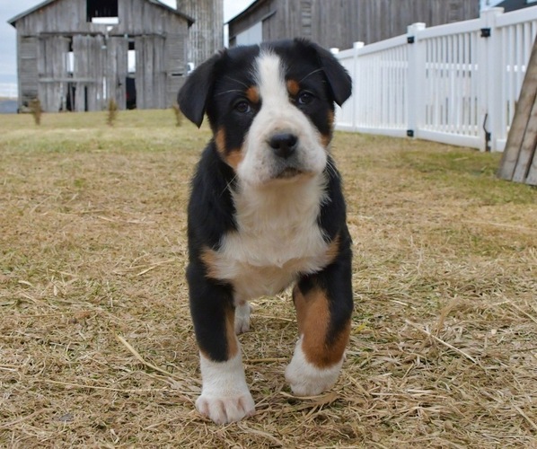 Medium Photo #3 Greater Swiss Mountain Dog Puppy For Sale in BELLEFONTE, PA, USA