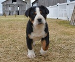 Small #2 Greater Swiss Mountain Dog