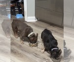 Small #2 French Bulldog