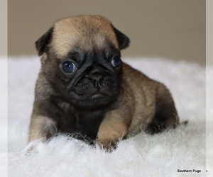 Pug Puppy for sale in WINNSBORO, TX, USA