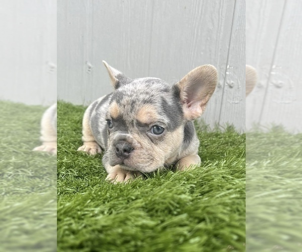Medium Photo #16 French Bulldog Puppy For Sale in HOUSTON, TX, USA