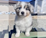 Puppy Embry Australian Shepherd
