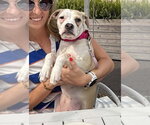 Small Photo #16 Mutt Puppy For Sale in New York, NY, USA