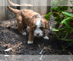 Small #1 Cavapoo-Poodle (Toy) Mix