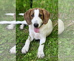 Small #5 Mutt