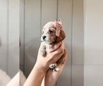 Small #5 Cock-A-Poo