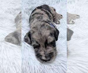 Medium Goldendoodle