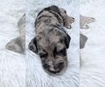 Puppy Mr Blue Collar Goldendoodle