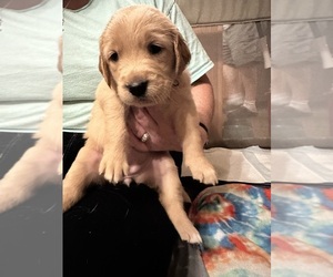 Golden Retriever Dog for Adoption in MEBANE, North Carolina USA