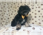 Small #6 Schnauzer (Miniature)