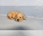 Small #4 Golden Retriever