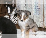 Small Photo #3 Aussie-Corgi-Miniature Australian Shepherd Mix Puppy For Sale in LIND, WA, USA