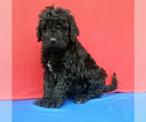 Newfypoo Puppy for sale in MILLERSBURG, OH, USA