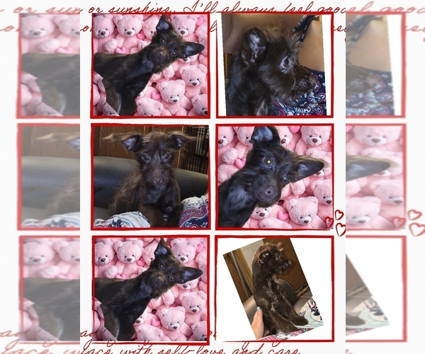 Medium Photo #7 Poodle (Toy)-YorkiePoo Mix Puppy For Sale in DYERSBURG, TN, USA