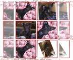 Small #6 Poodle (Toy)-YorkiePoo Mix