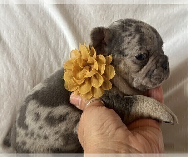 Medium Photo #23 French Bulldog Puppy For Sale in PEMBROKE PINES, FL, USA
