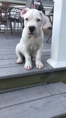 Dogo Argentino Puppy for sale in SAINT LOUIS, MO, USA