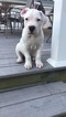Small Photo #1 Dogo Argentino Puppy For Sale in SAINT LOUIS, MO, USA