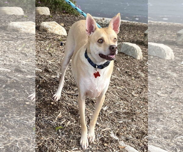 Medium Photo #3 Mutt Puppy For Sale in Oceanside, CA, USA